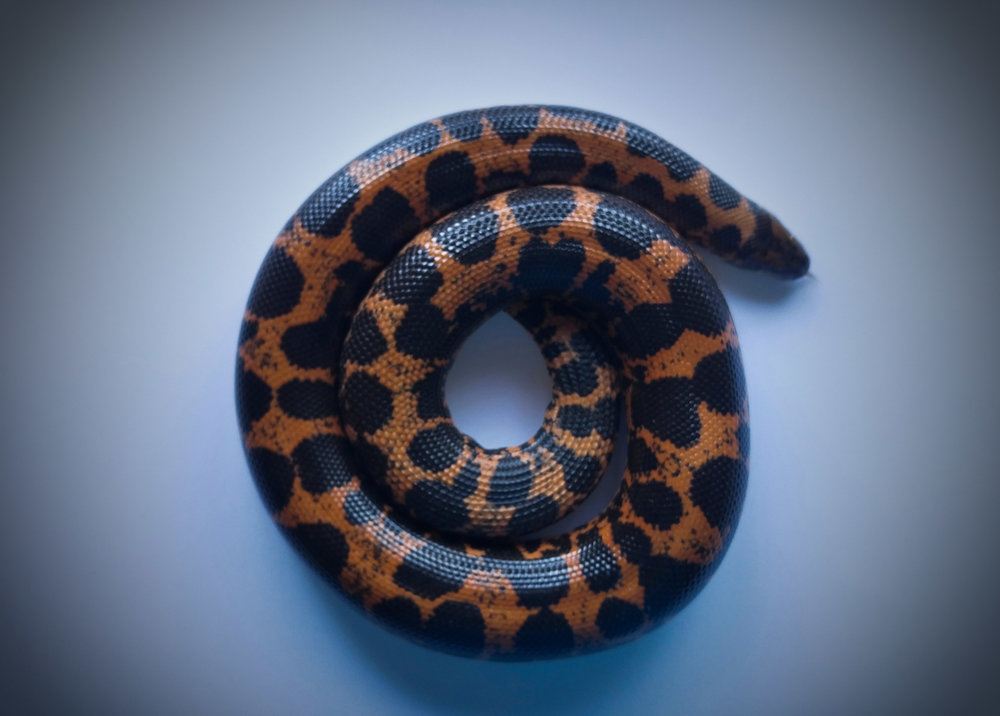 sandboa.jpg